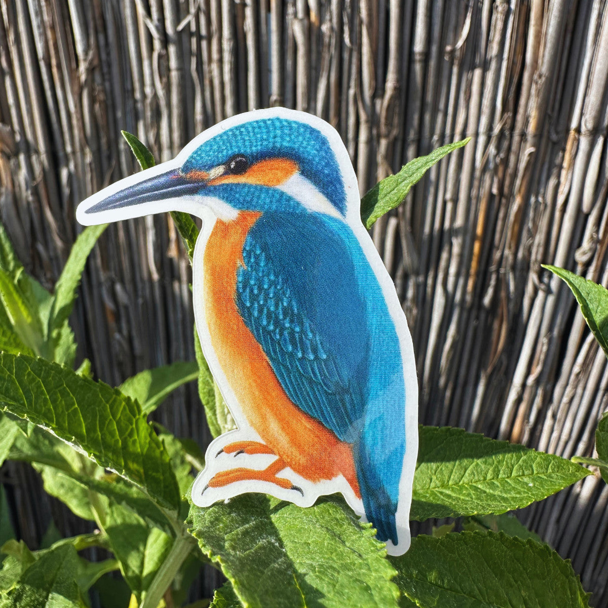Eisvogel Sticker mit transparenter Folie und handgezeichnter Naturillustration – wetterfest und langlebig.