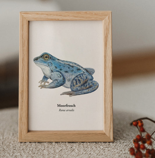 Gerahmte Moorfrosch Postkarte als kleine Wanddekoration