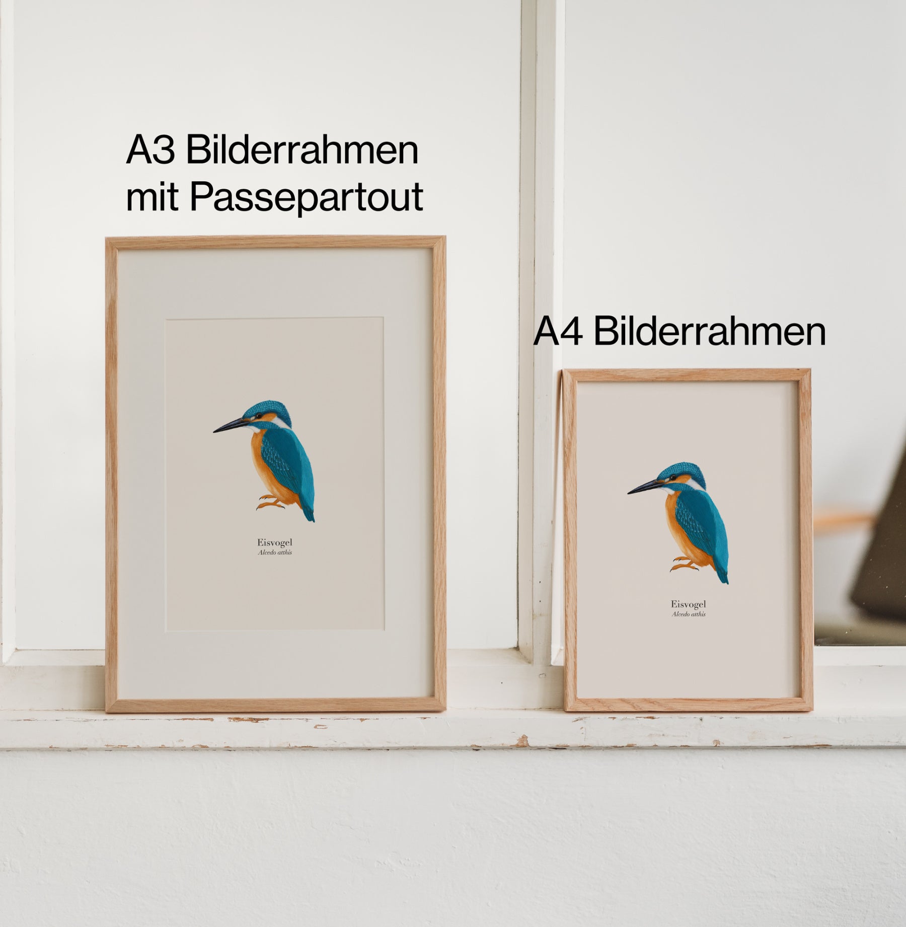 Zwei Eisvogel Poster in A4 und A3 im Holzrahmen mit und ohne Passepartout