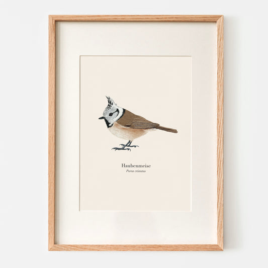 Haubenmeise Poster – naturgetreue Vogel Illustration im A4 Format