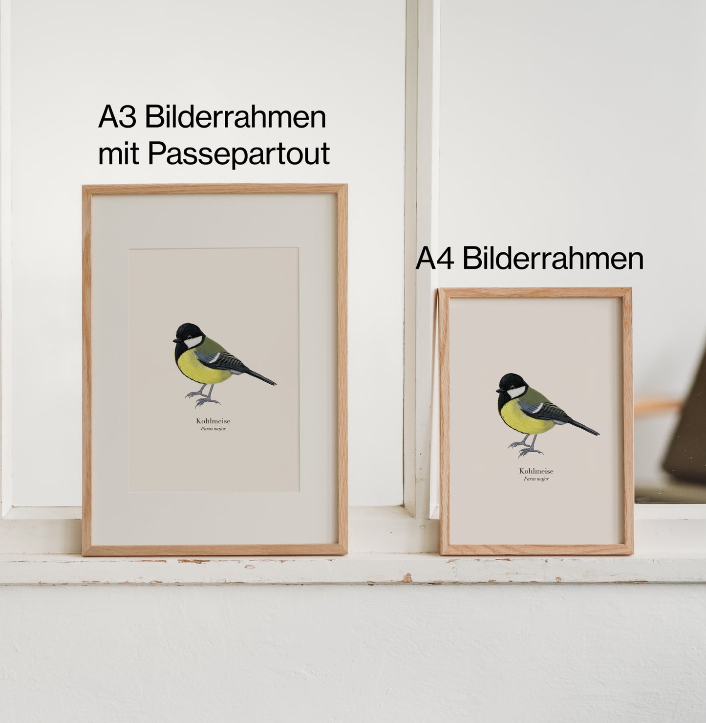  Kohlmeise Kunstdruck in A3 mit Passepartout und A4 Bilderrahmen im Größenvergleich
