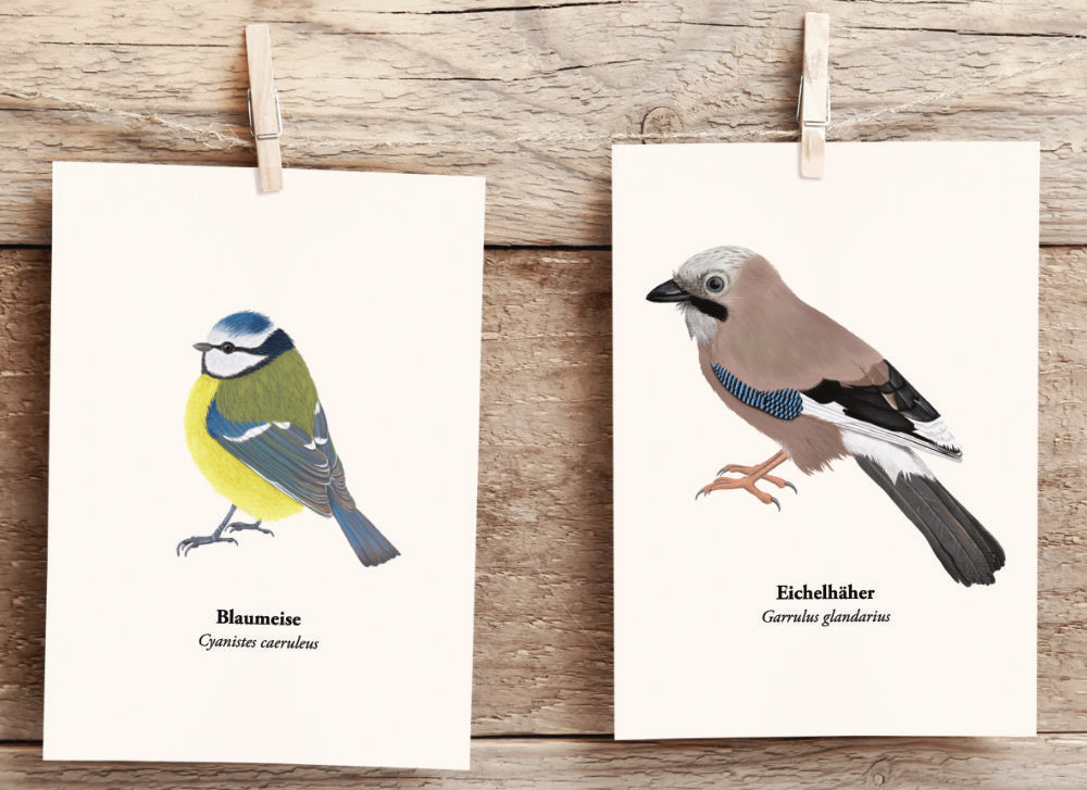 Blaumeise und Eichelhäher Postkarten von Terillu, handgezeichnete Vogel Illustrationen heimische Singvögel