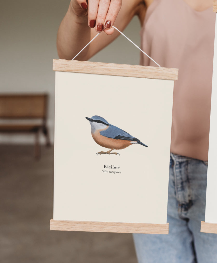  Kleiber Poster mit Holzposterleiste, Vogel Illustration Sitta europaea
