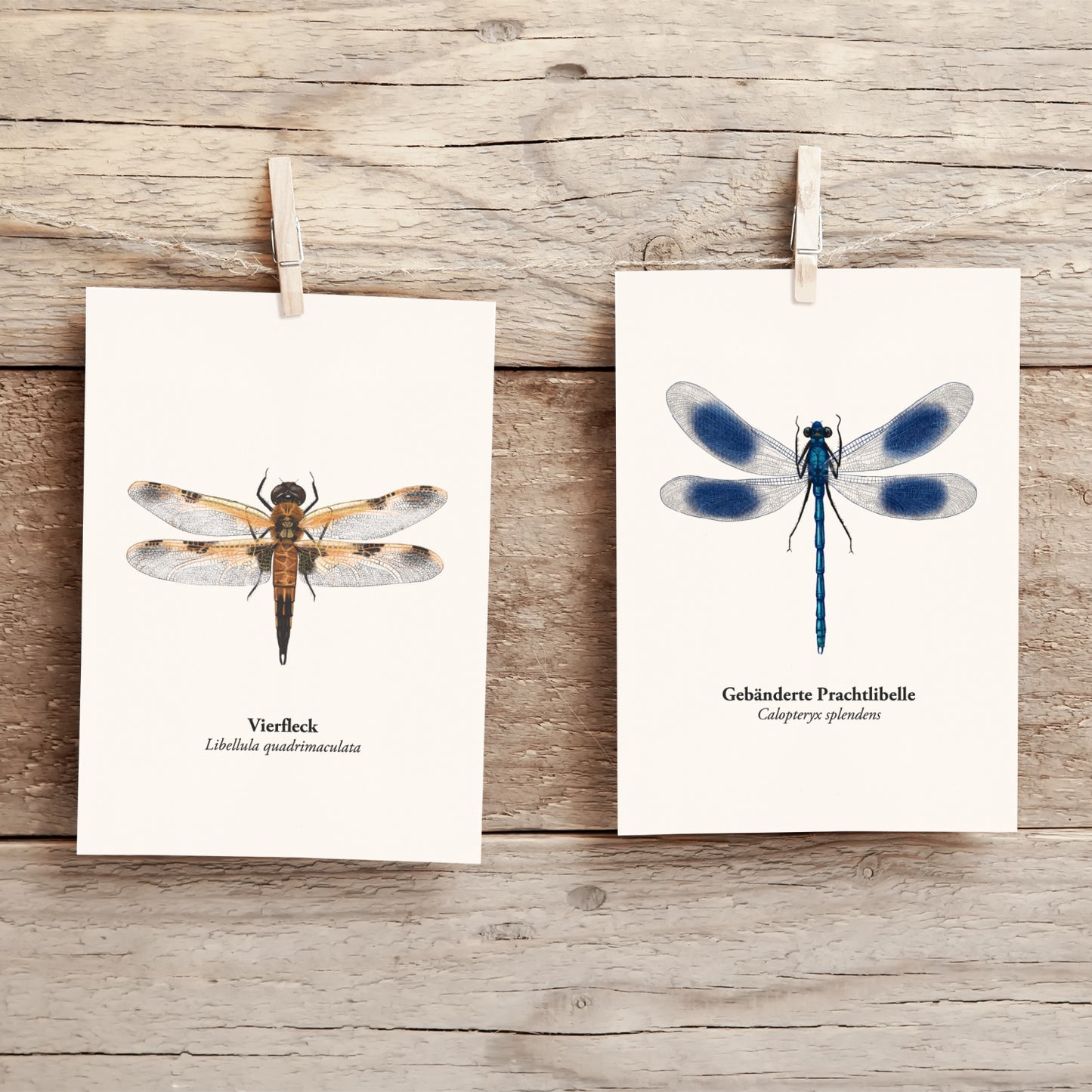 Postkarten mit Gebänderter Prachtlibelle und Vierfleck Libelle