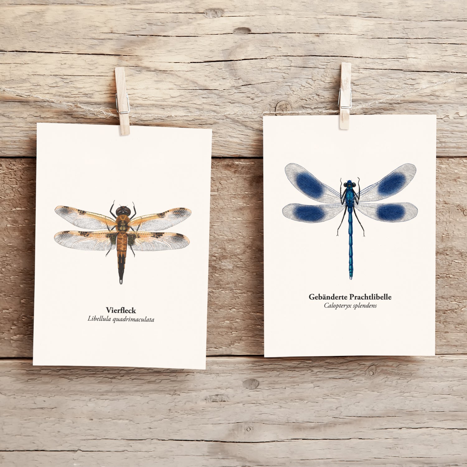 Postkarten mit Gebänderter Prachtlibelle und Vierfleck Libelle