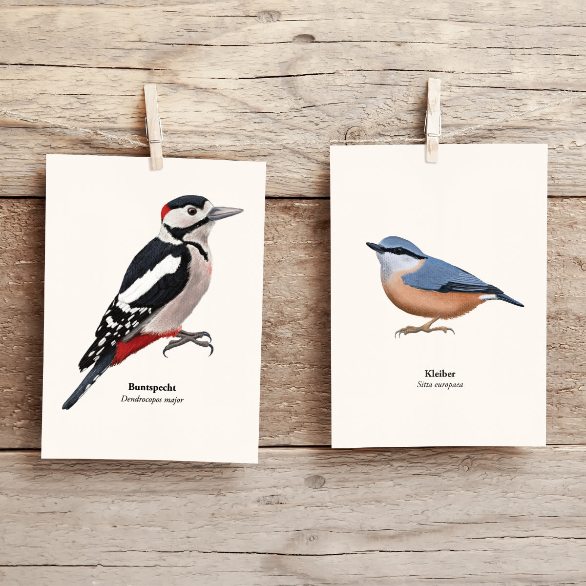 Kleiber und Buntspecht Postkarten mit Vogelillustrationen