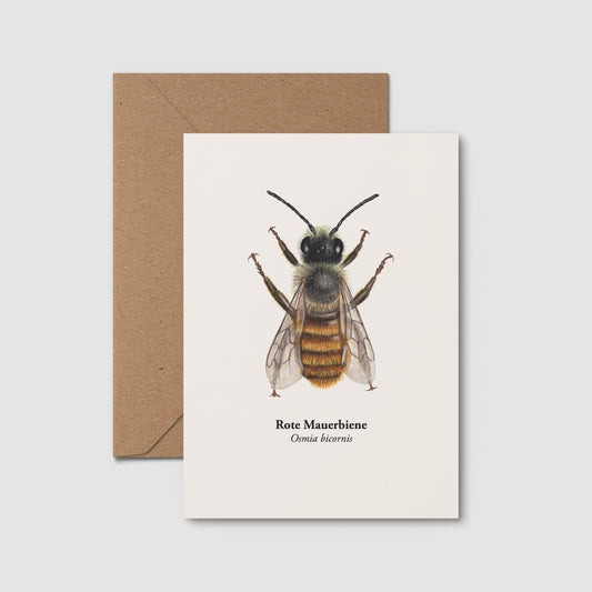 Postkarte mit Illustration der Roten Mauerbiene (Osmia bicornis) mit Kraftpapierumschlag