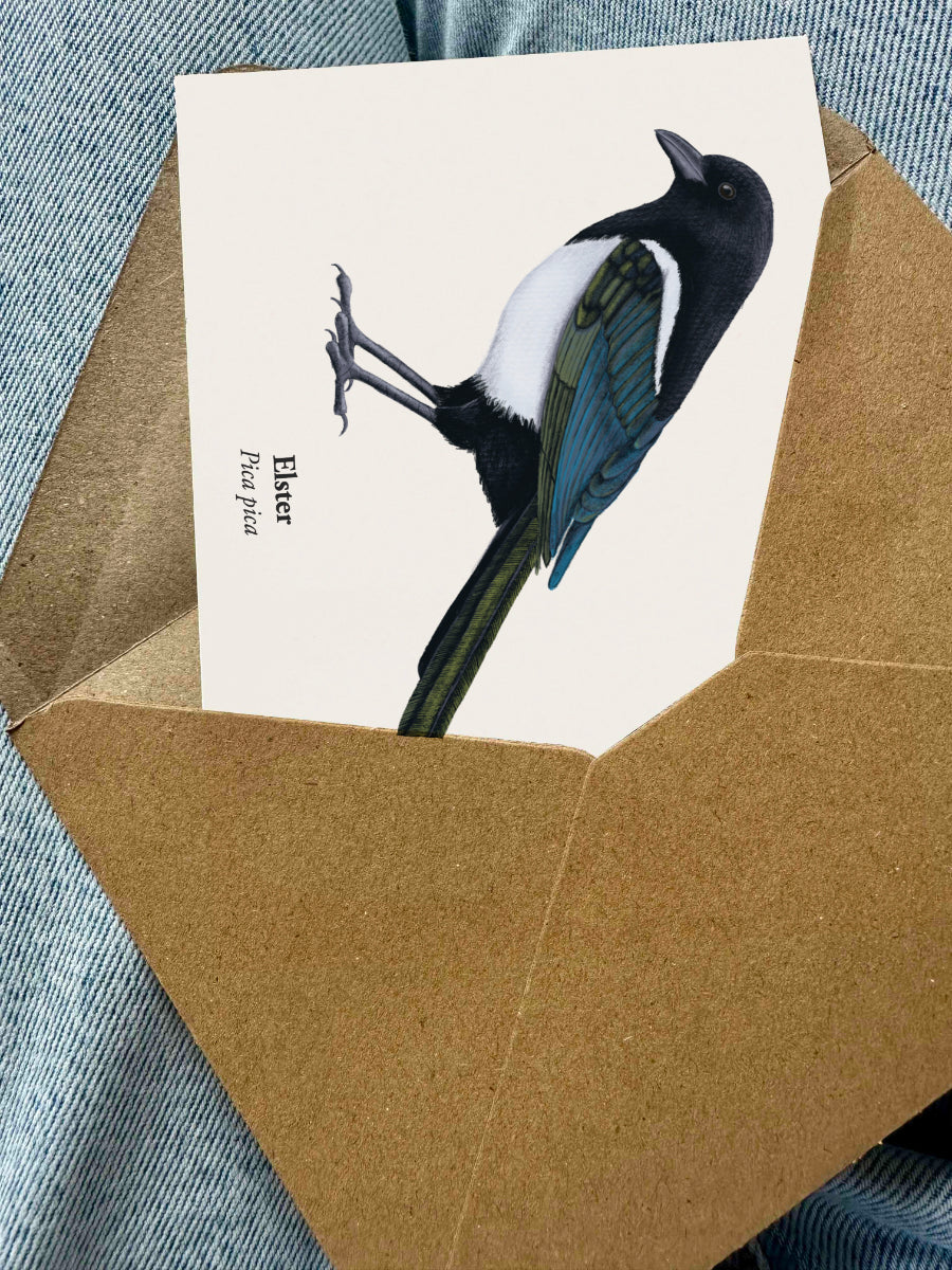Naturgetreue Zeichnung der Elster als Mini Kunstdruck