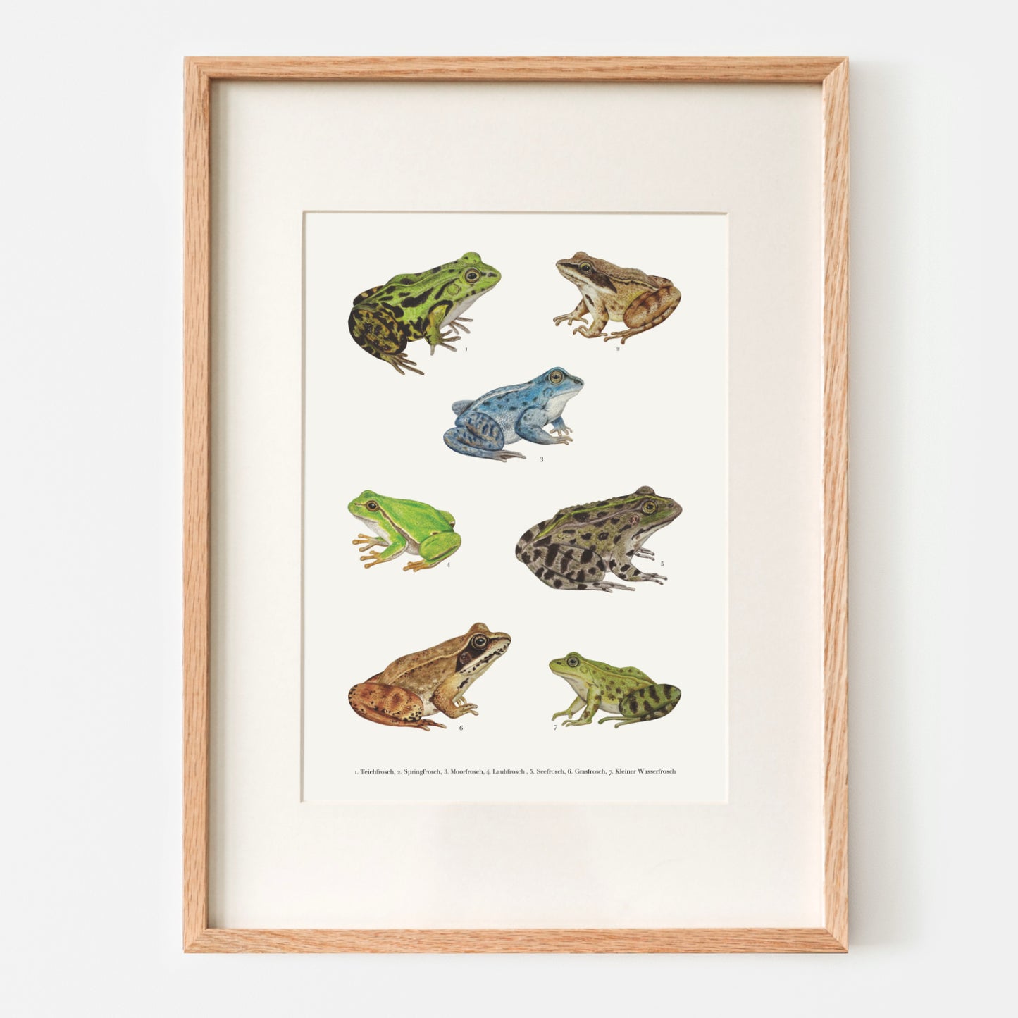 Gerahmtes Naturposter mit sieben heimischen Froscharten und deutschen Artnamen
