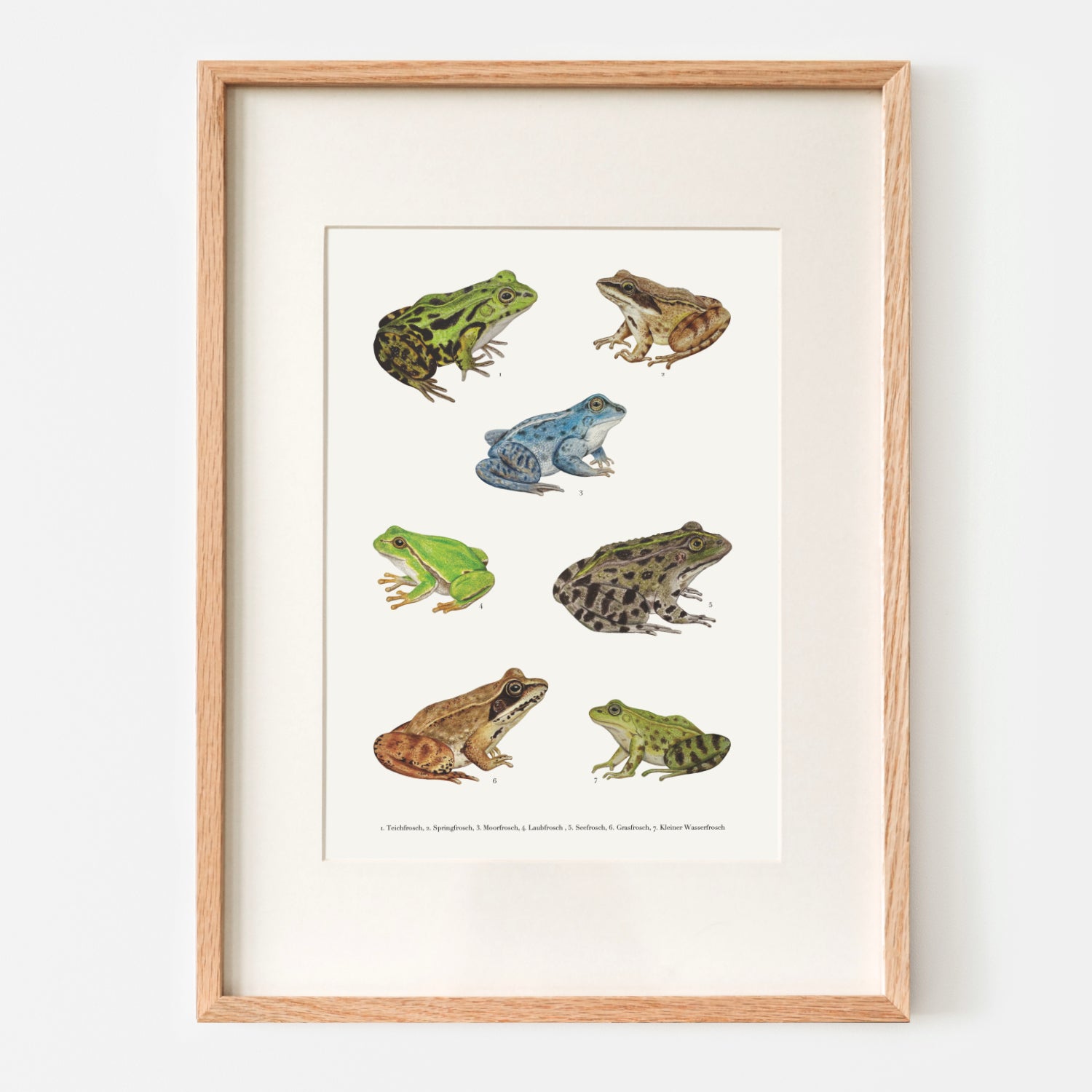 Gerahmtes Naturposter mit sieben heimischen Froscharten und deutschen Artnamen