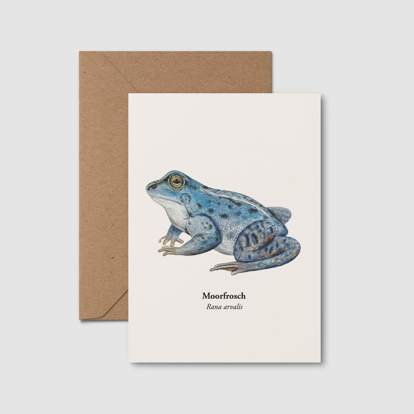Moorfrosch Postkarte mit handgezeichneter Illustration auf weißem Hintergrund