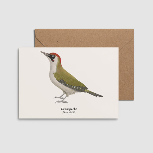 Grünspecht Postkarte mit Umschlag – Illustration auf hellem Hintergrund