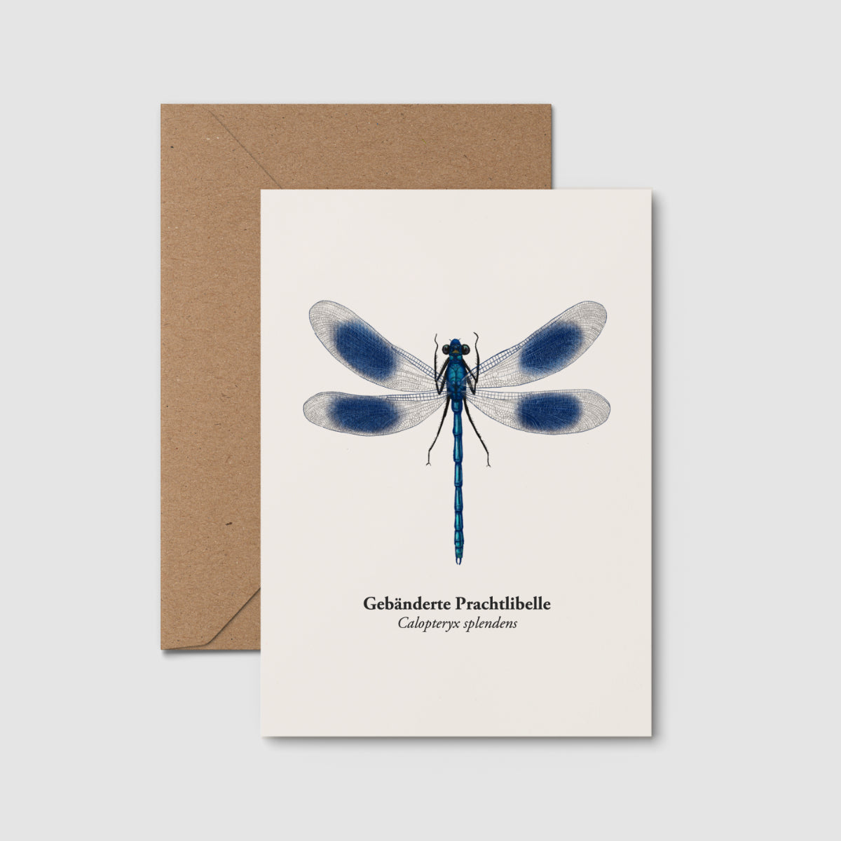 Gebänderte Prachtlibelle Postkarte mit handgezeichneter Illustration einer blauen Libelle