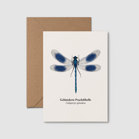 Gebänderte Prachtlibelle Postkarte mit handgezeichneter Illustration einer blauen Libelle