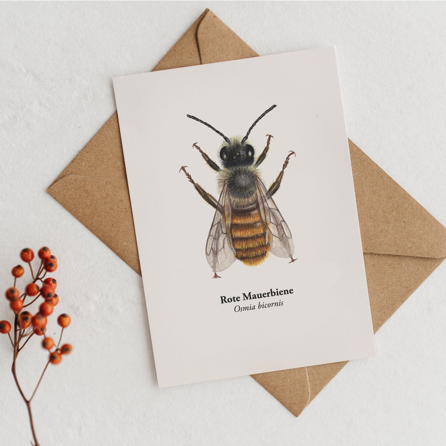 Buntstiftzeichnung der Roten Mauerbiene auf PEFC-zertifiziertem Postkartenpapier