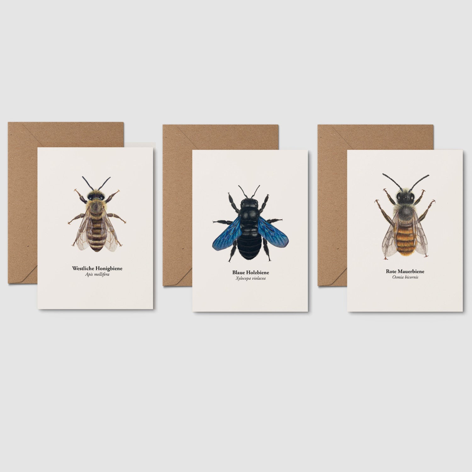 Natur Postkarten Set Wildbienen – Westliche Honigbiene, Blaue Holzbiene und Rote Mauerbiene mit deutschen und lateinischen Artnamen
