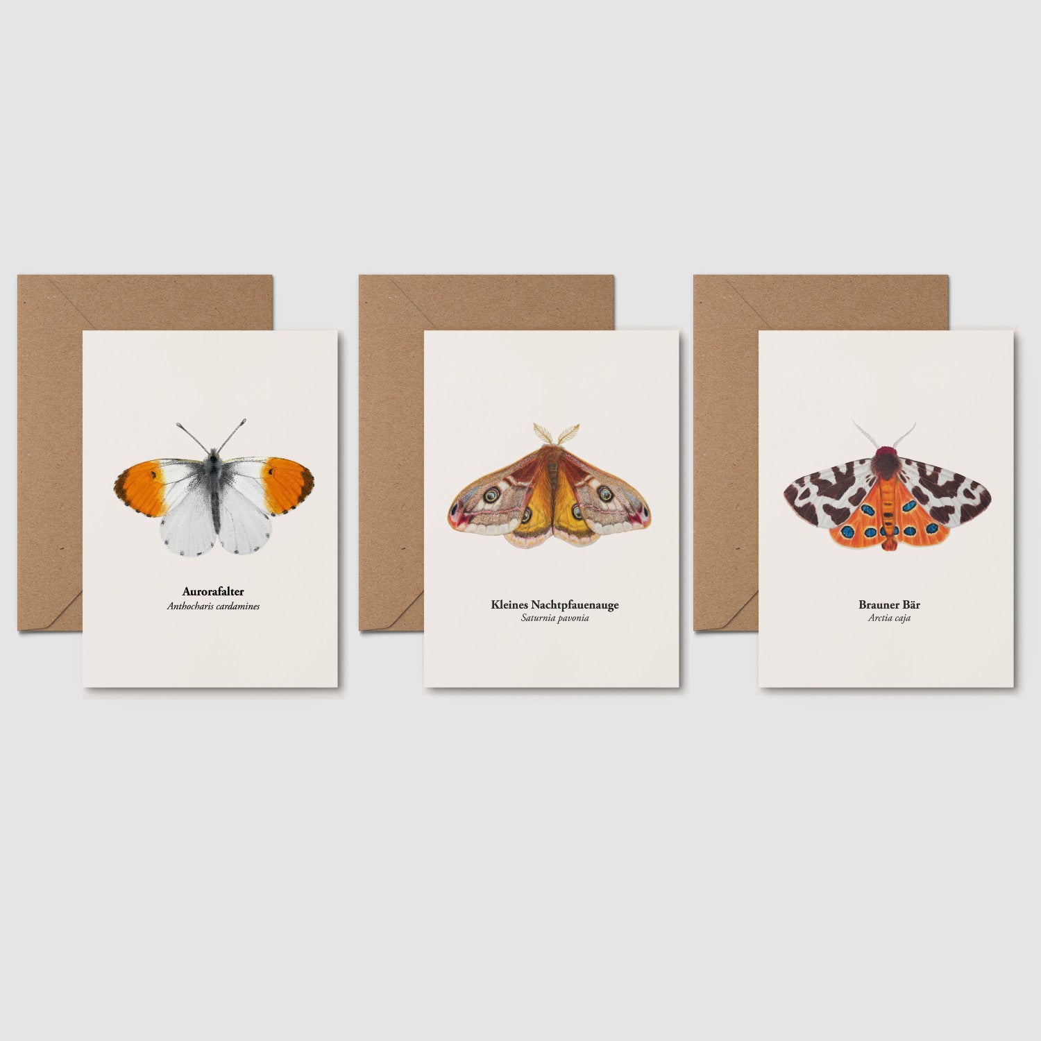 3er Postkarten Set heimische Schmetterlinge – Aurorafalter, Kleines Nachtpfauenauge und Brauner Bär, handillustriert