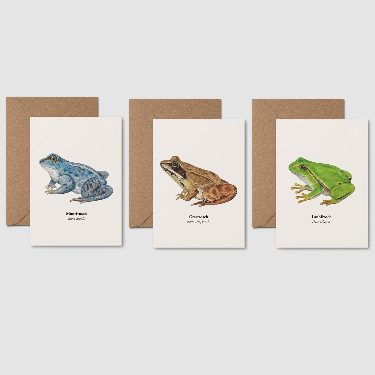 Frosch Postkarte – Illustration des Laubfroschs (Hyla arborea)