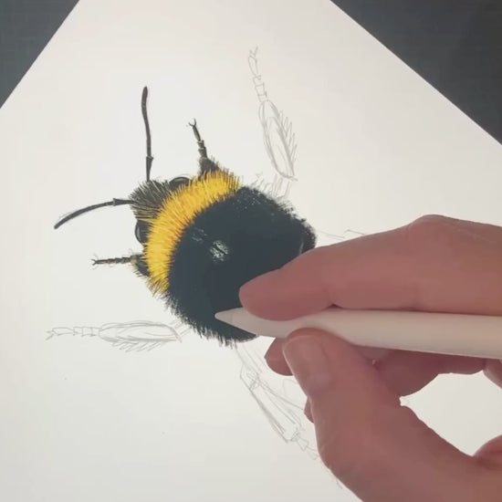 zeichnungprozess naturillustration