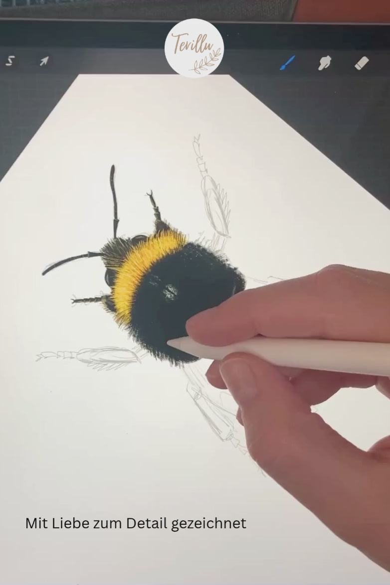 Zeichnungsprozess Hummel
