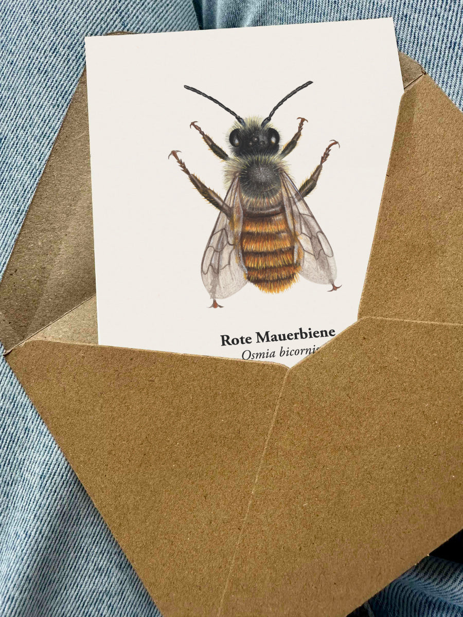 Rote Mauerbiene Postkarte A6 – Wildbiene Illustration Osmia bicornis