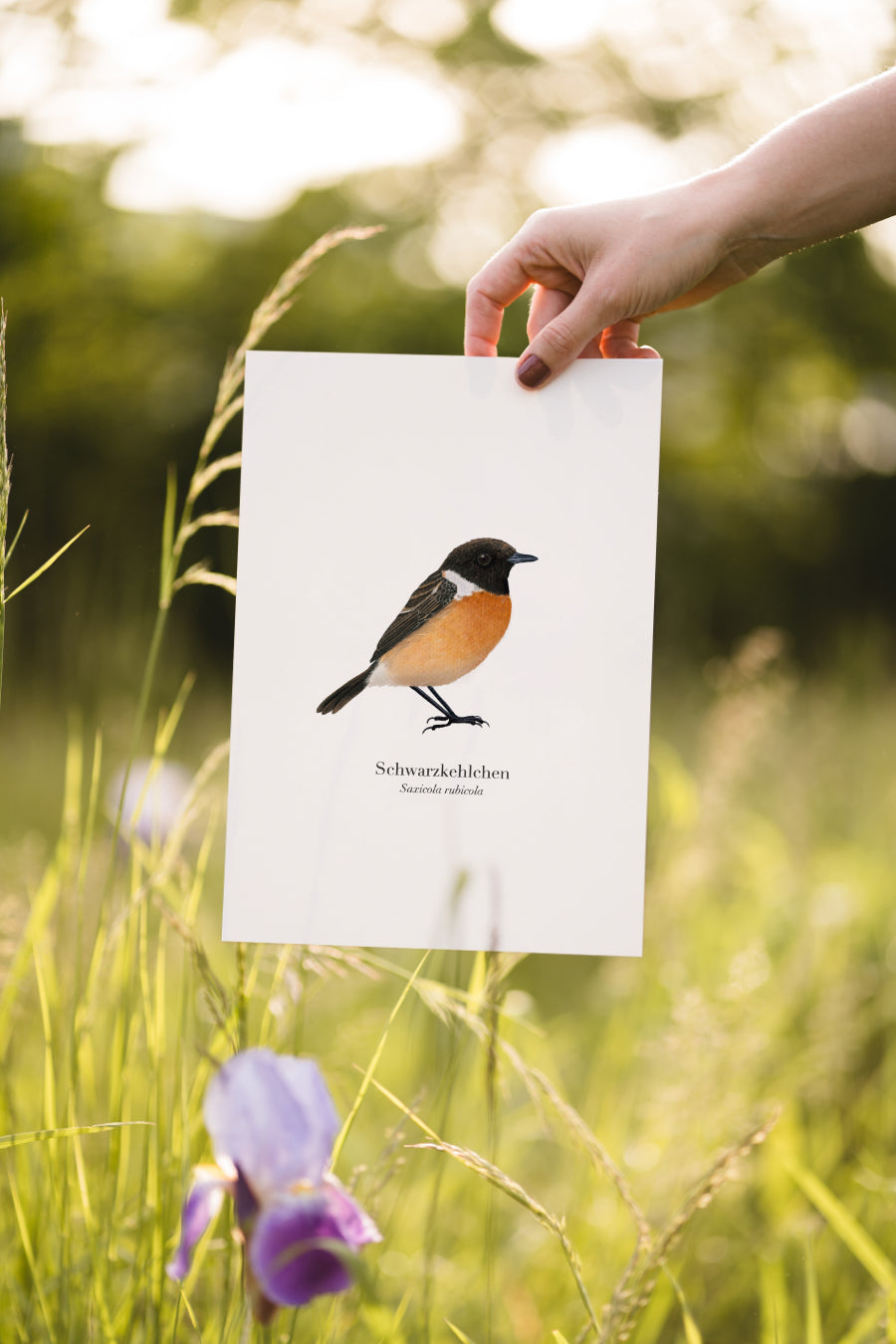 Kunstdruck Schwarzkehlchen – Vogel Zeichnung im Freien gehalten