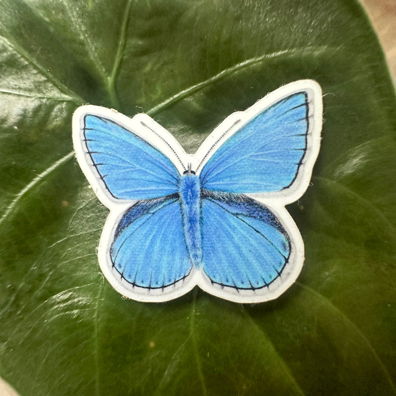 Bläuling Sticker aus wasserfestem Vinyl mit realistischer Schmetterling Illustration