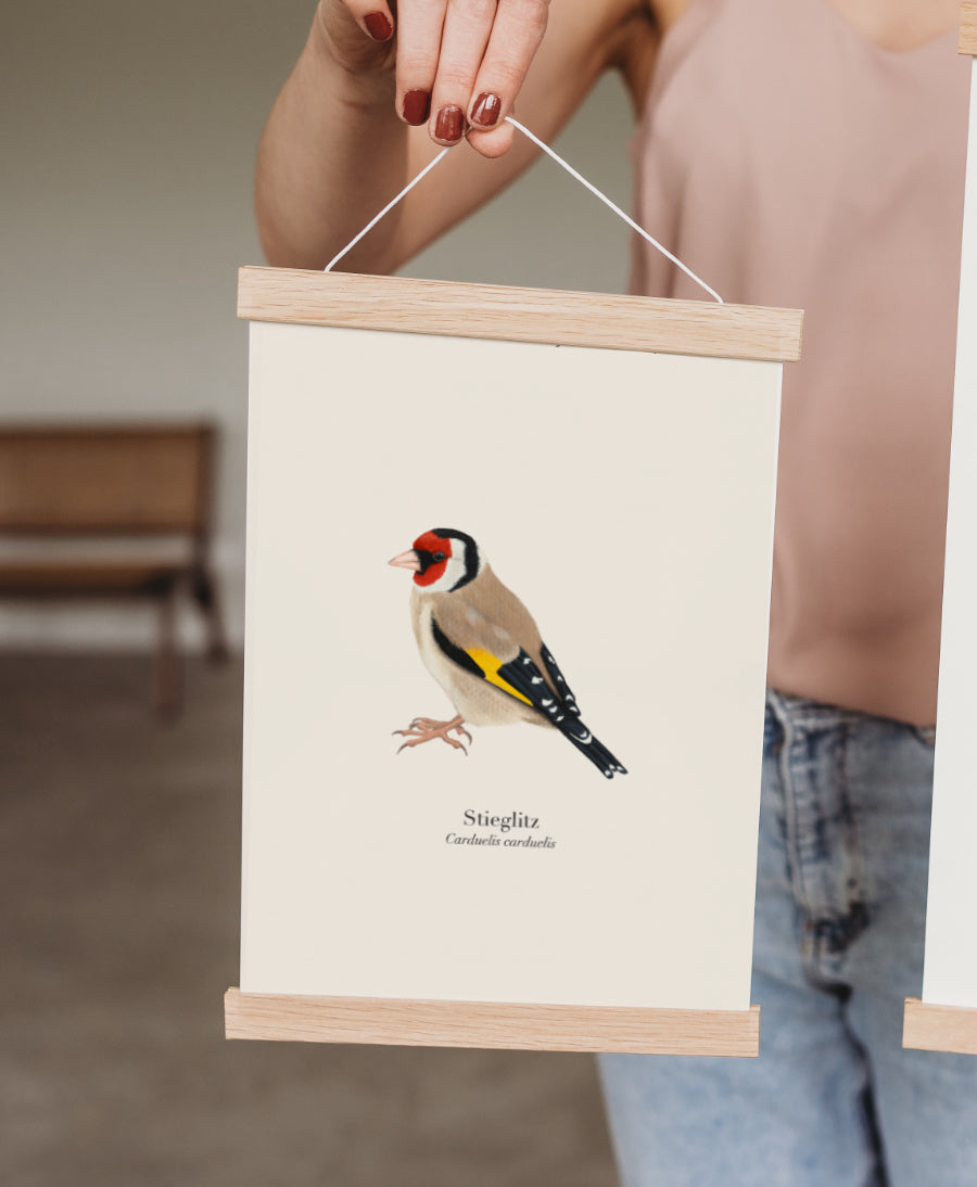 Stieglitz Poster mit Holzposterleiste, Distelfink Illustration Carduelis carduelis