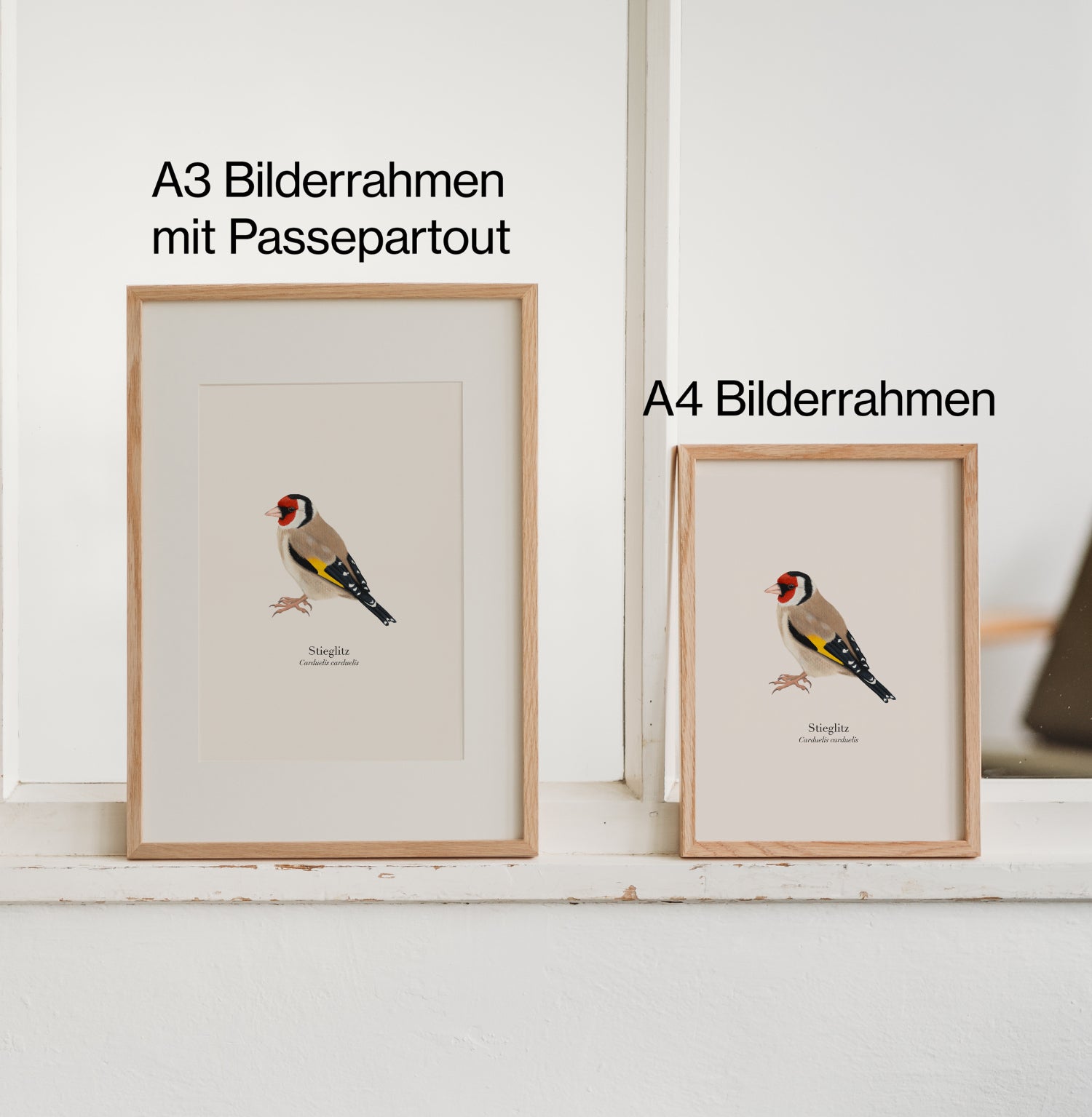 Stieglitz Poster A4 und A3 mit Passepartout Größenvergleich, Distelfink Illustration Terillu