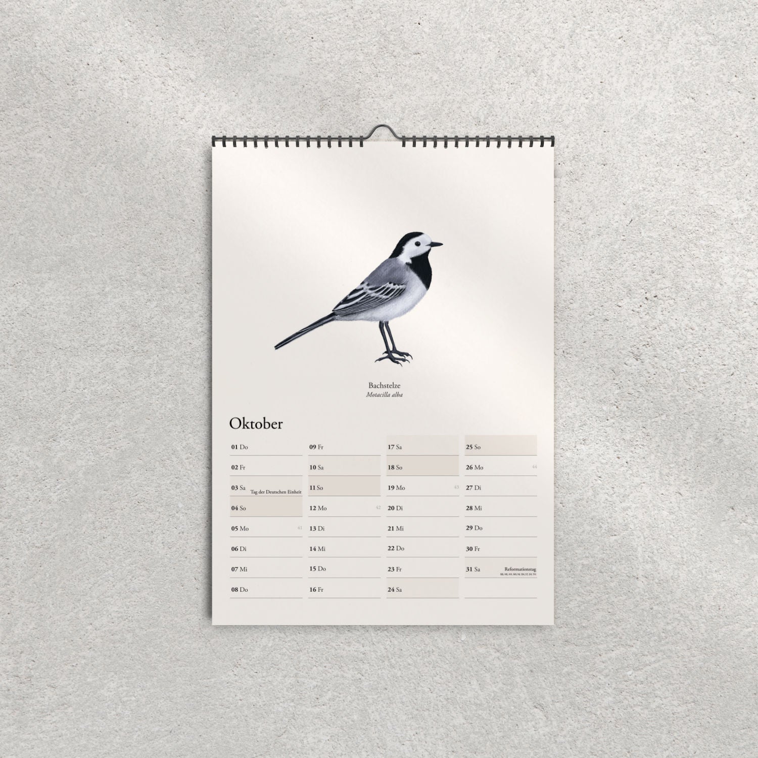 Bachstelze Illustration – Kalender 2026 Oktober – Motacilla alba