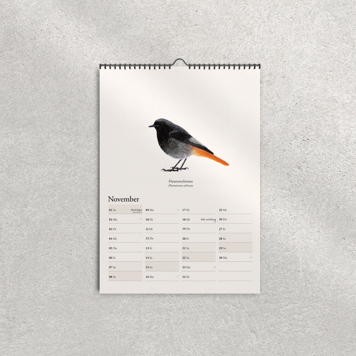 Hausrotschwanz Zeichnung – Kalender 2026 – Phoenicurus ochruros