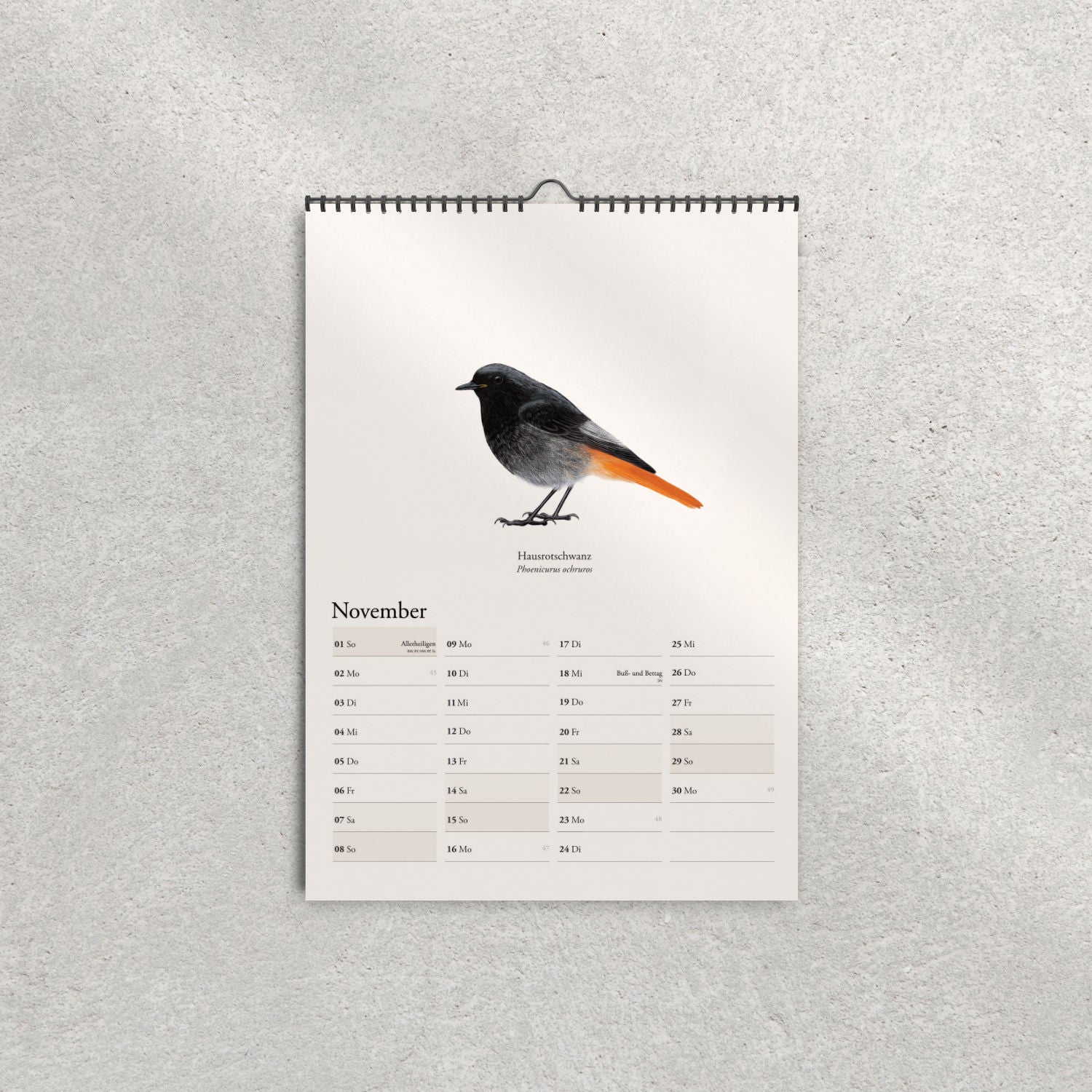 Hausrotschwanz Zeichnung – Kalender 2026 – Phoenicurus ochruros