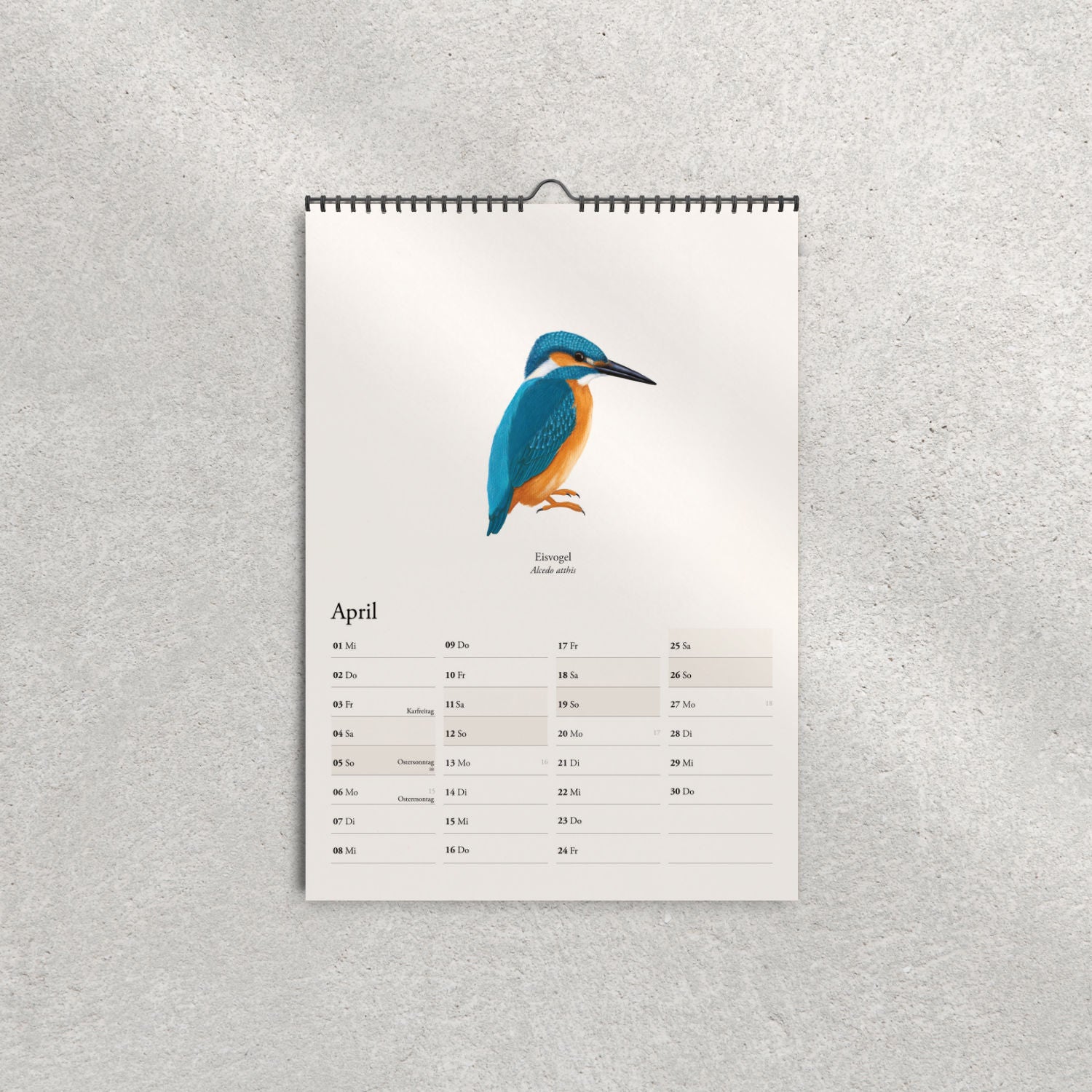 Eisvogel Illustration im Kalender 2026 – Alcedo atthis